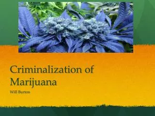 Criminalization of Marijuana
