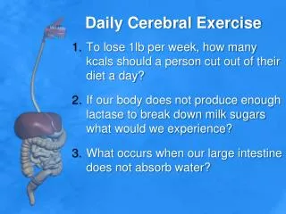 Daily Cerebral Exercise