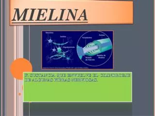 mielina