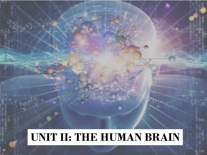 unit ii the human brain