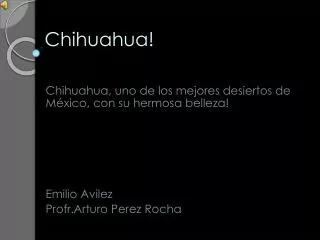 chihuahua
