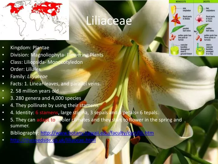 liliaceae