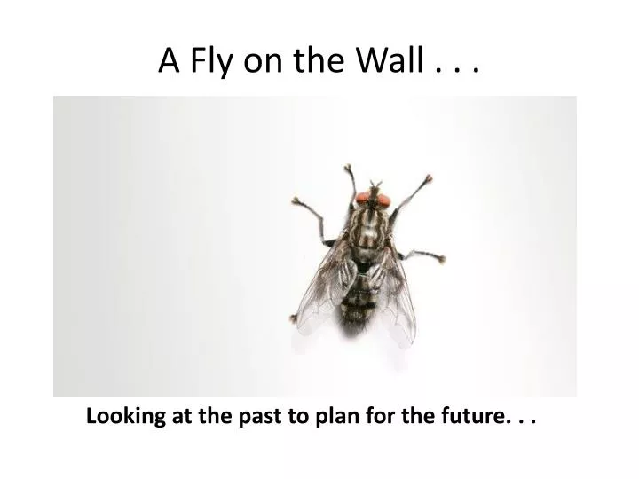 a fly on the wall