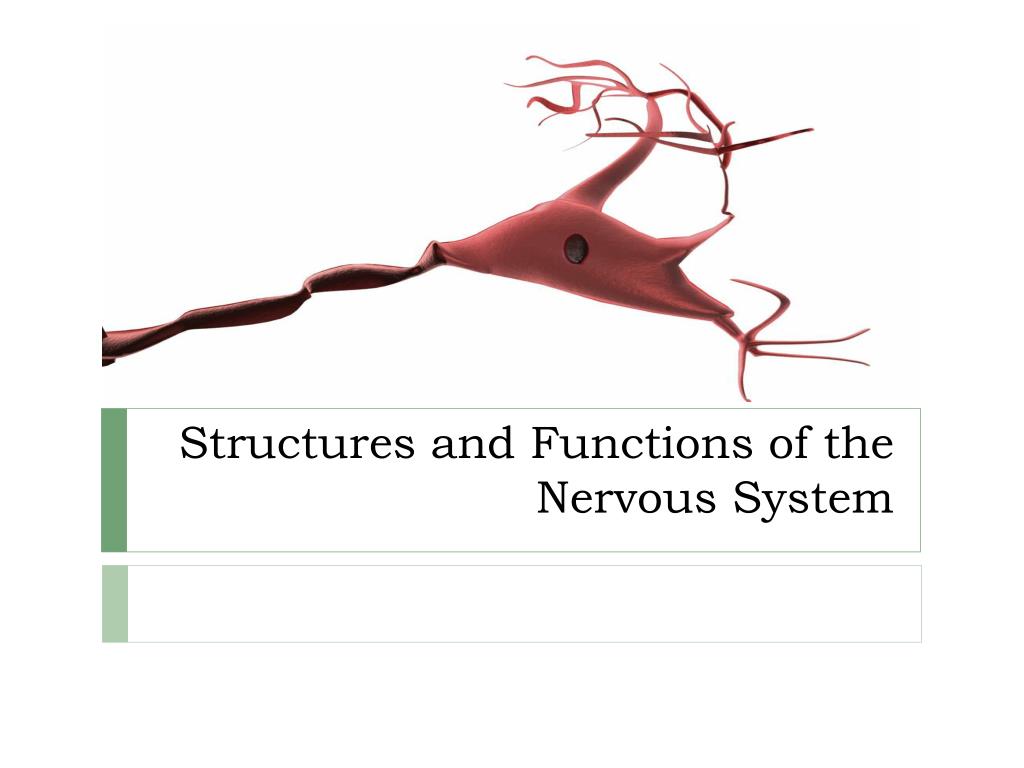 PPT - Structures and Functions of the Nervous System PowerPoint ...