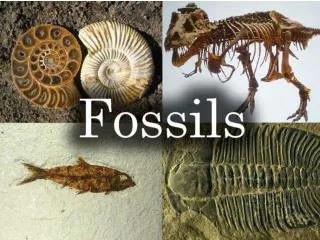 FOSSILS