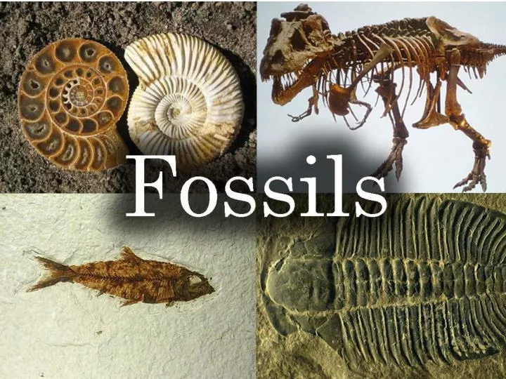 fossils