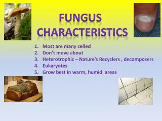 Fungus Characteristics