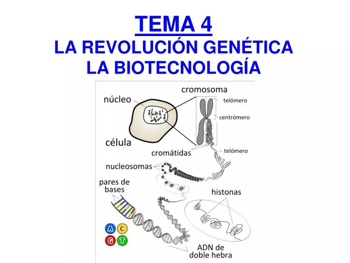 tema 4 la revoluci n gen tica la biotecnolog a