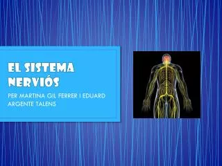 el sistema nervi s