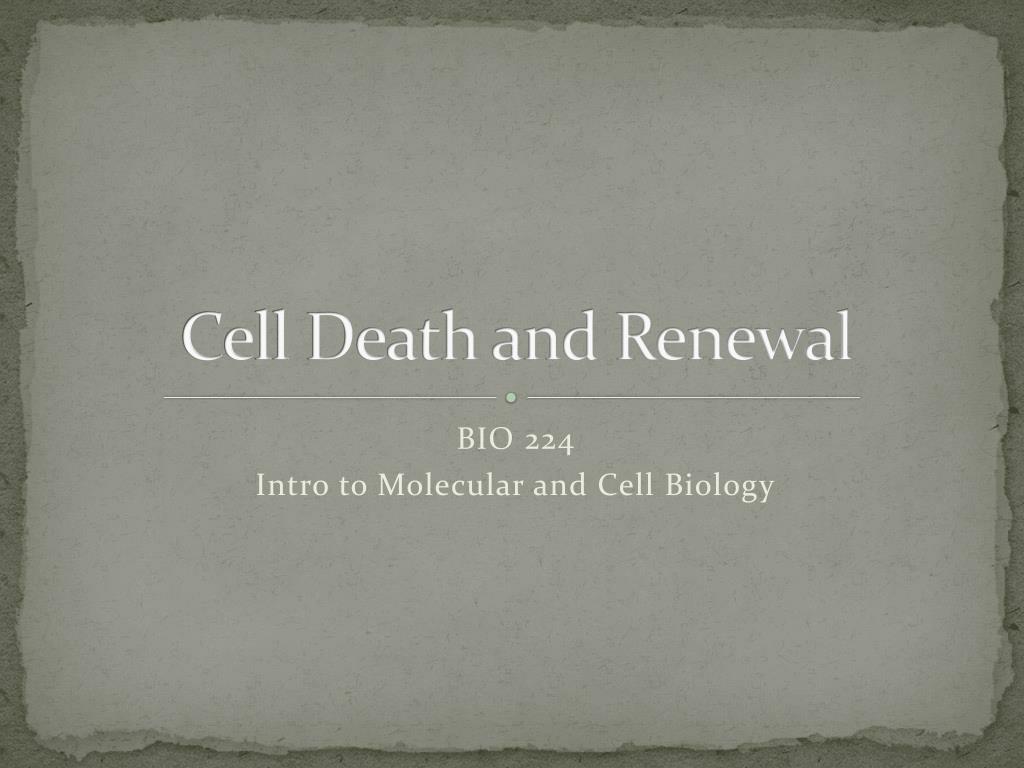 PPT - Cell Death and Renewal PowerPoint Presentation, free download ...