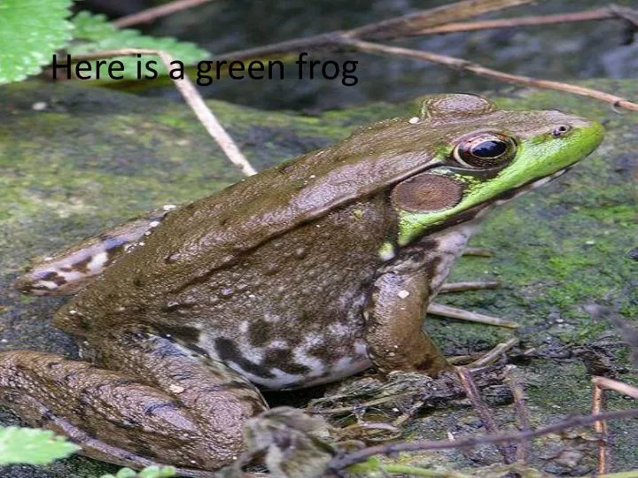 here is a green frog