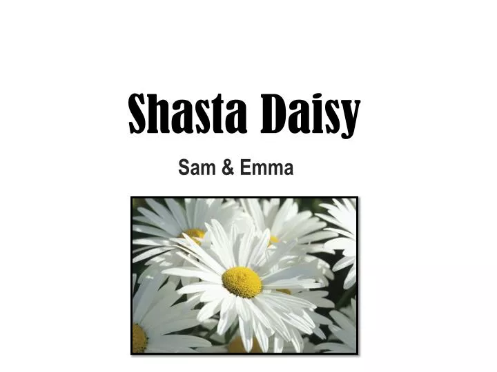 shasta daisy