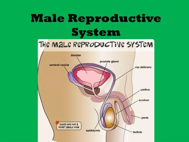 male reproductive system