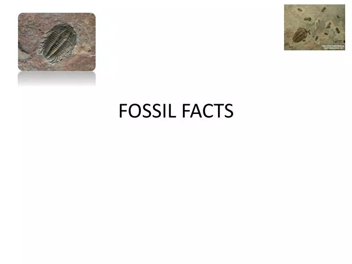 fossil facts