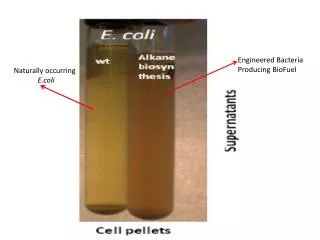 Engineered Bacteria Producing BioFuel