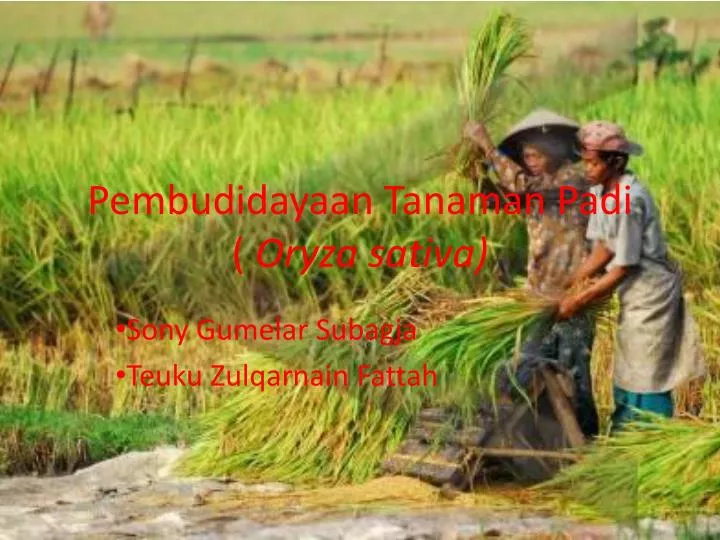 pembudidayaan tanaman padi oryza sativa