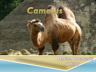 camelus