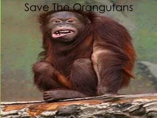 S ave The Orangutans