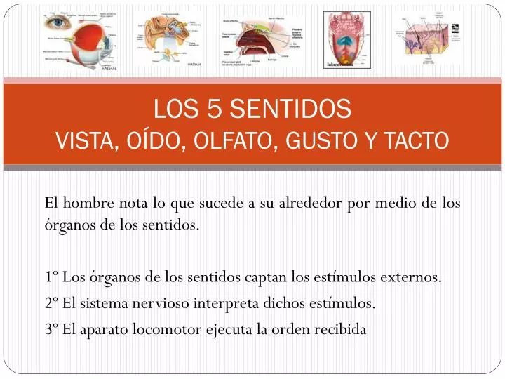 los 5 sentidos vista o do olfato gusto y tacto