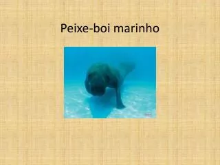 peixe boi marinho