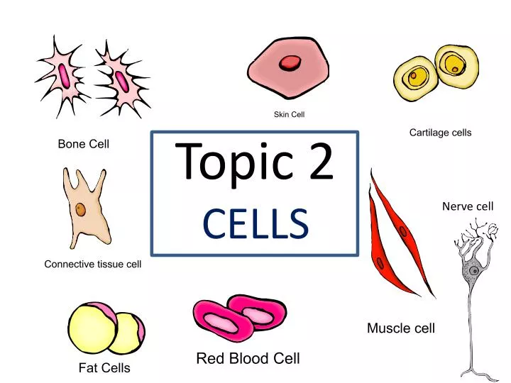 topic 2