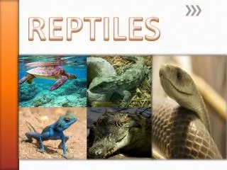 reptiles