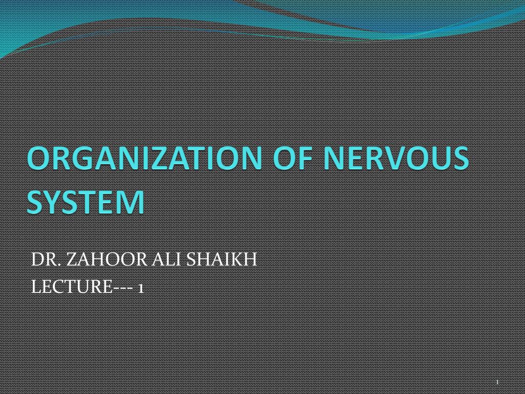 PPT - ORGANIZATION OF NERVOUS SYSTEM PowerPoint Presentation, free ...
