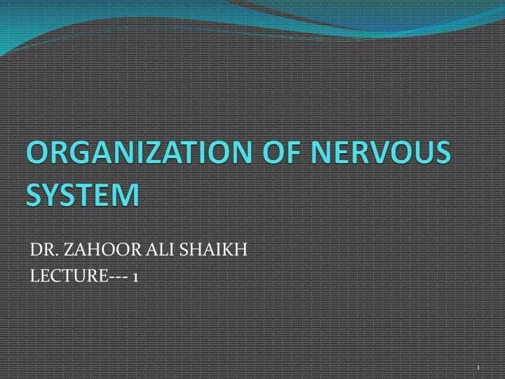 organization of nervous system