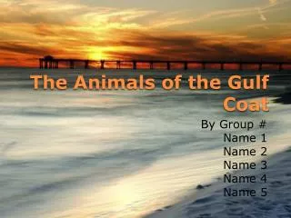 The Animals of the Gulf Coat