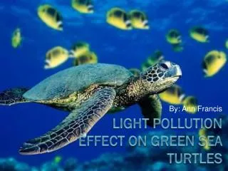 Light Pollution effect on green sea turtles