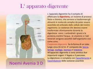 l apparato digerente