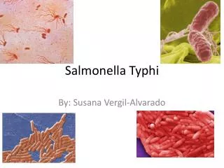 Salmonella Typhi