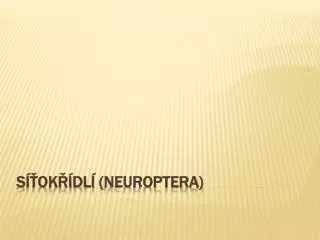 s ok dl neuroptera
