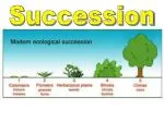 Succession - slide 1