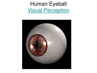 Human Eyeball Visual Perception
