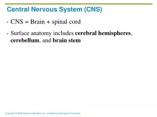 central nervous system cns