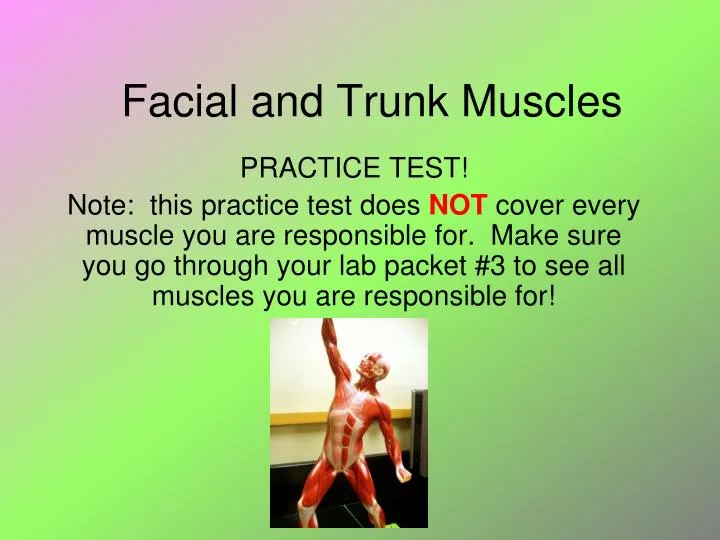 facial and trunk muscles