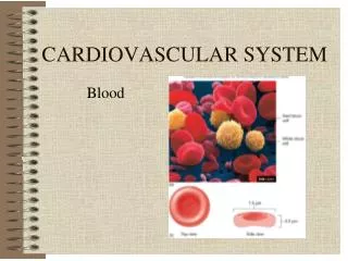 CARDIOVASCULAR SYSTEM