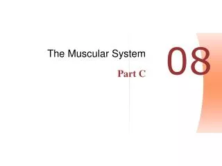 The Muscular System Part C