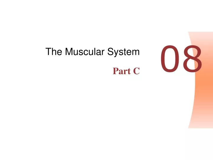 the muscular system part c