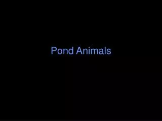 Pond Animals