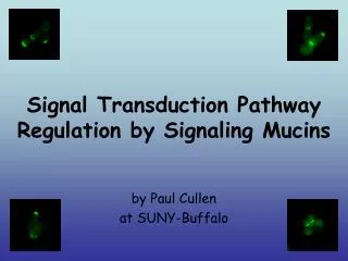 Signal Transduction Pathway Regulation by Signaling Mucins