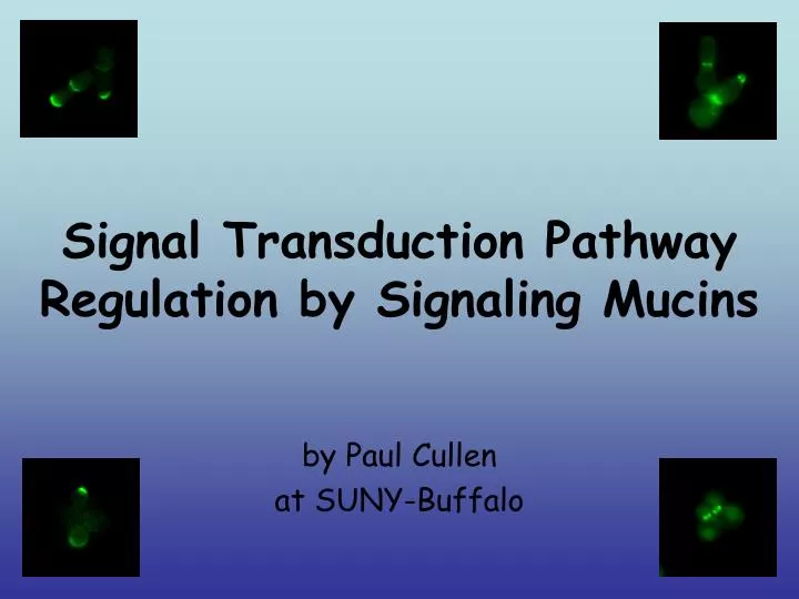 signal transduction pathway regulation by signaling mucins