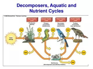 Decomposers, Aquatic and Nutrient Cycles