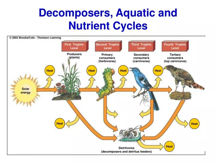 decomposers aquatic and nutrient cycles