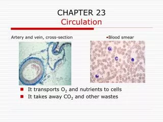 chapter 23 circulation