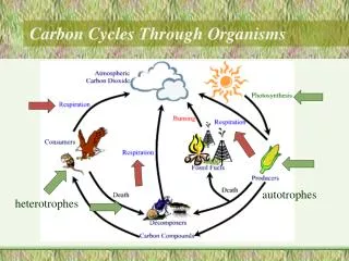 Carbon Cycles Through Organisms