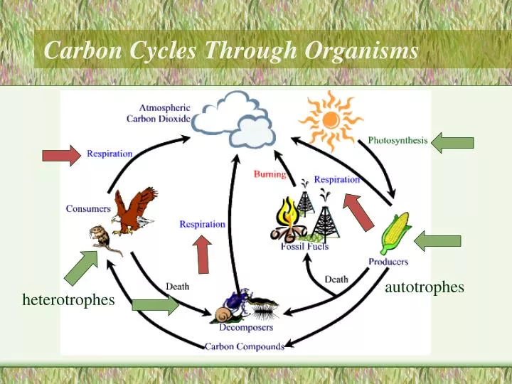 carbon cycles through organisms