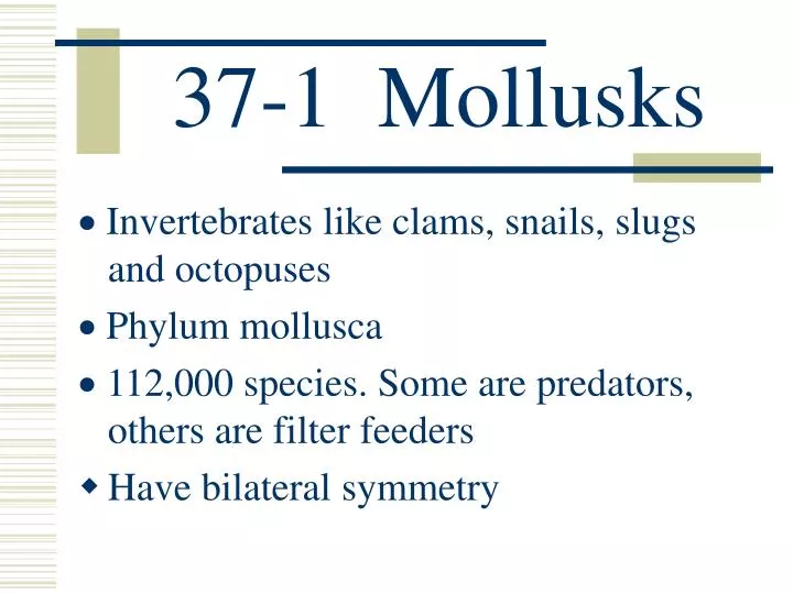 37 1 mollusks