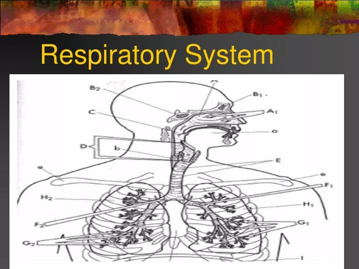 respiratory system